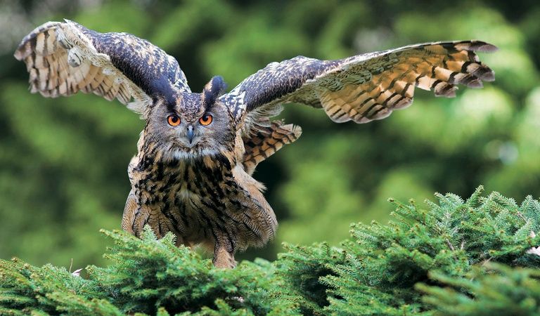 登山賞鳥