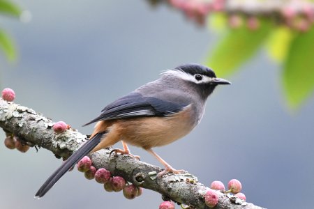 白耳畫眉